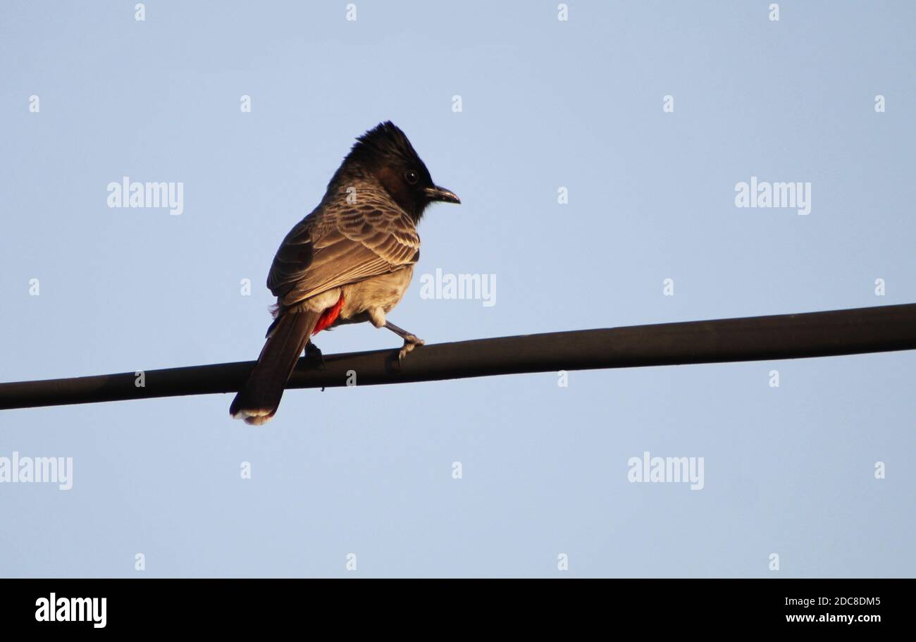 Il bulbul rosso-ventilato (Pycnonotus cafer) seduto su un filo elettrico Foto Stock