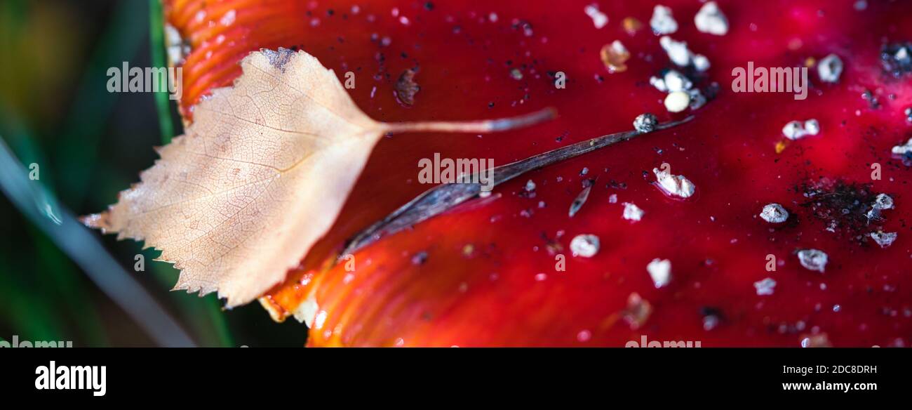 Cappuccio a fungo rosso vivo agarico con punti bianchi e. foglia di betulla gialla su sfondo banner macro autunnale con messa a fuoco selettiva Foto Stock