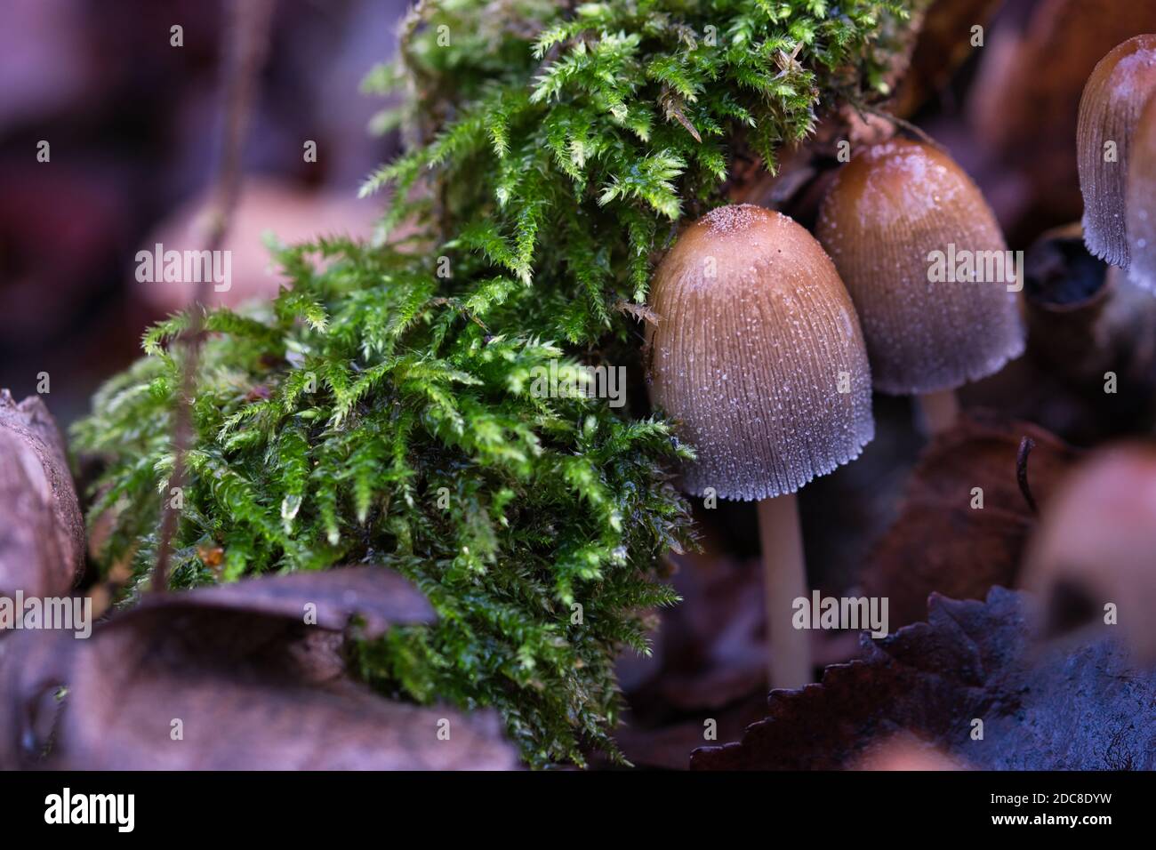 Comune tappo di inchiostro, marrone a forma di campana e funghi selvatici grigio della foresta che crescono in grumi tra muschio e foglie caduti macro autunno sognante moody sfocato indietro Foto Stock