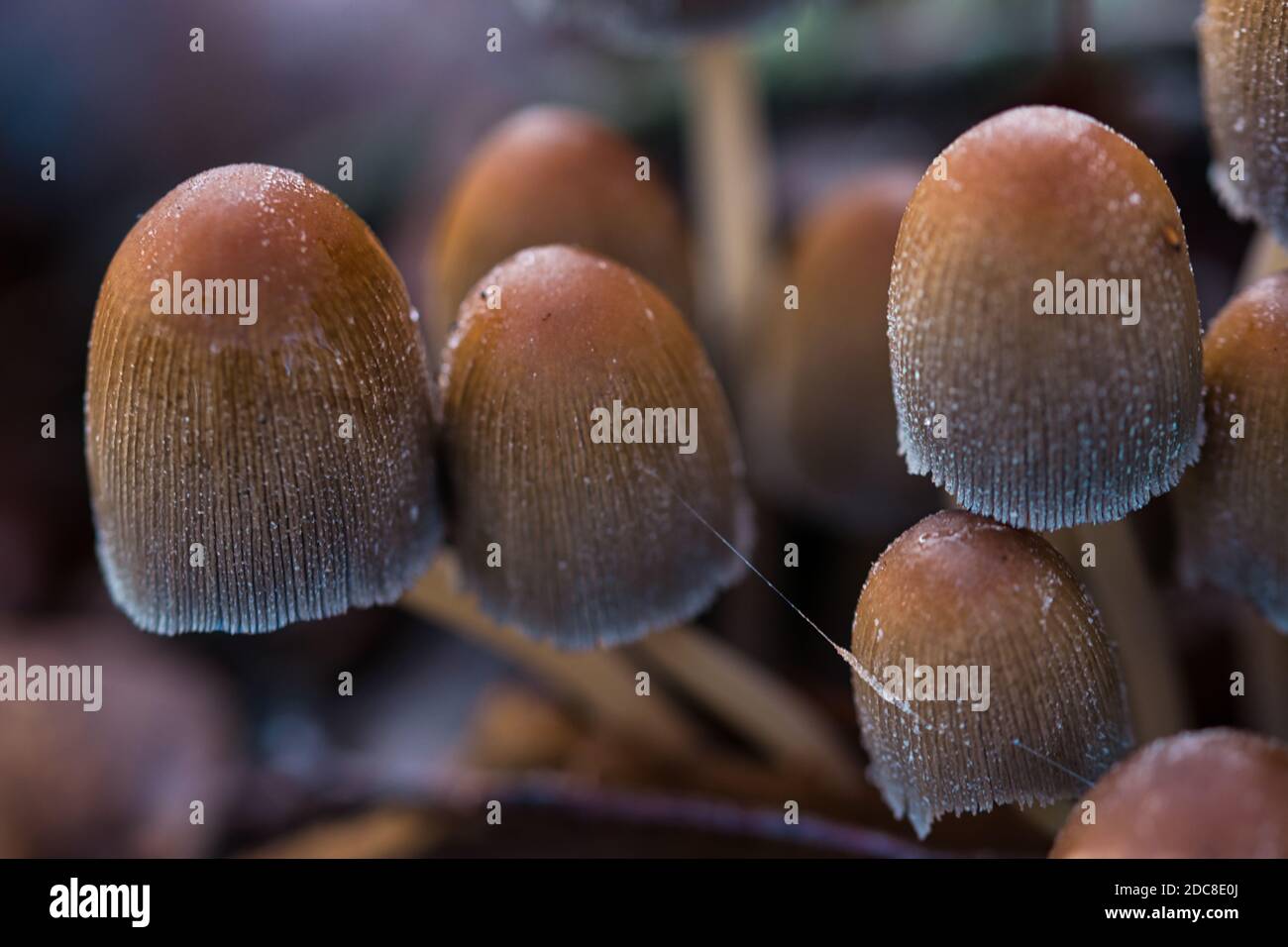 Comune tappo di inchiostro, marrone a forma di campana e funghi selvatici grigio della foresta che crescono in grumi tra muschio e foglie caduti macro autunno sognante moody sfocato indietro Foto Stock