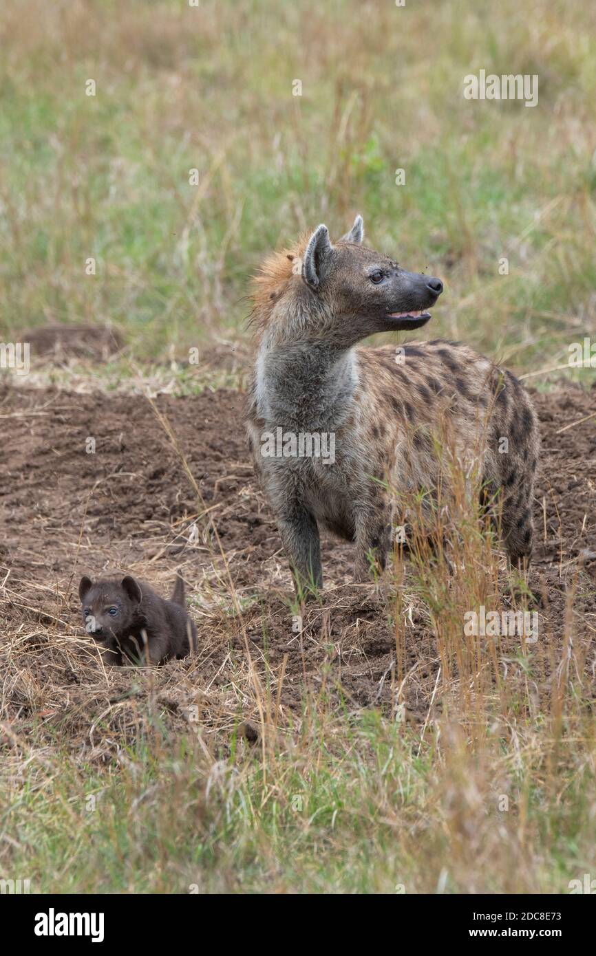 Africa, Kenya, Serengeti Settentrionali, Maasai Mara. Madre di iena macchiata con cucciolo neonato (SELVATICA: Crocuta croccuta) Foto Stock