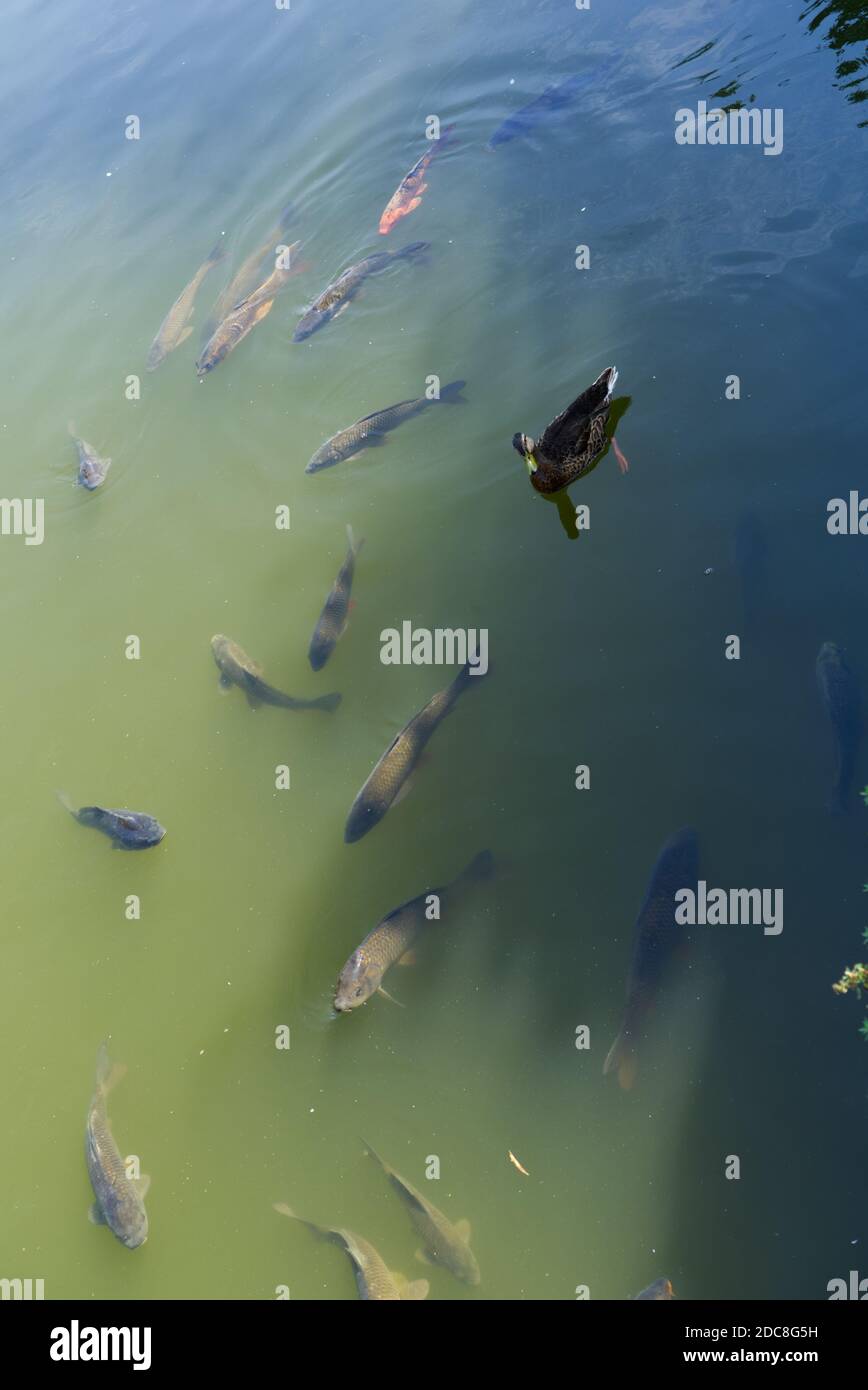 Anatra galleggiando sull'acqua sopra il pesce Foto Stock