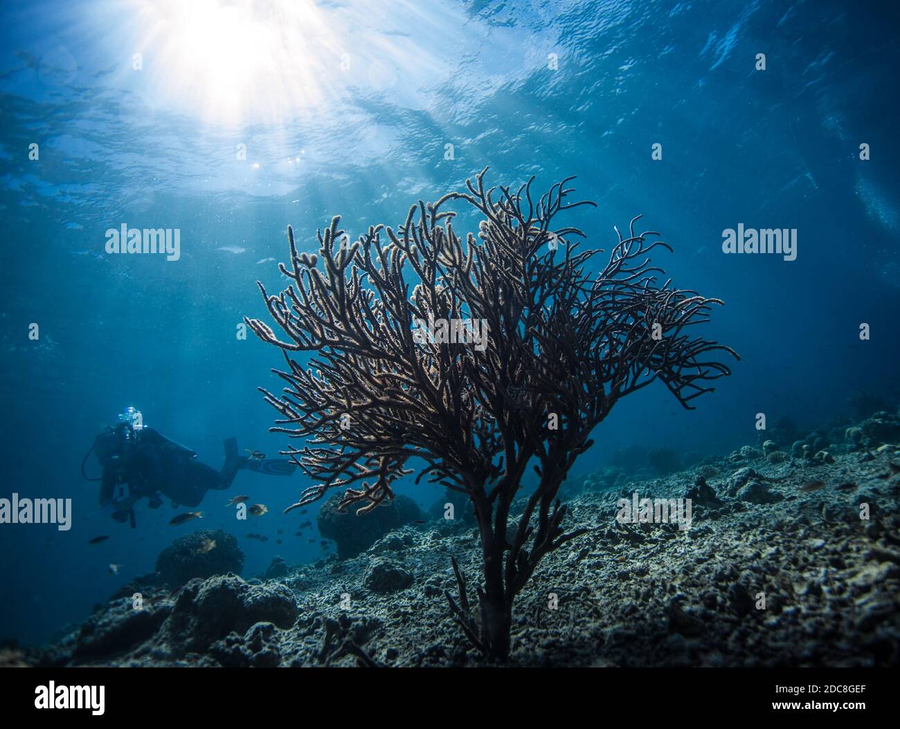 corallo e subacqueo in mare contro la luce del sole Foto Stock