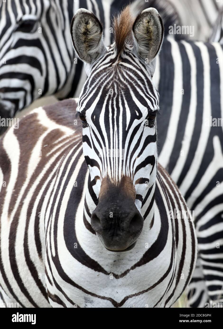 Ritratto di una pianura zebra foal (Equus quagga, ex Equus burchellii). Parco Nazionale di Serengeti, Tanzania. Foto Stock