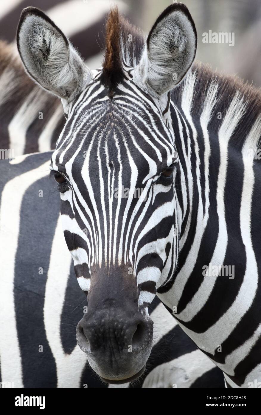Ritratto di una pianura zebra foal (Equus quagga, ex Equus burchellii). Parco Nazionale di Serengeti, Tanzania. Foto Stock
