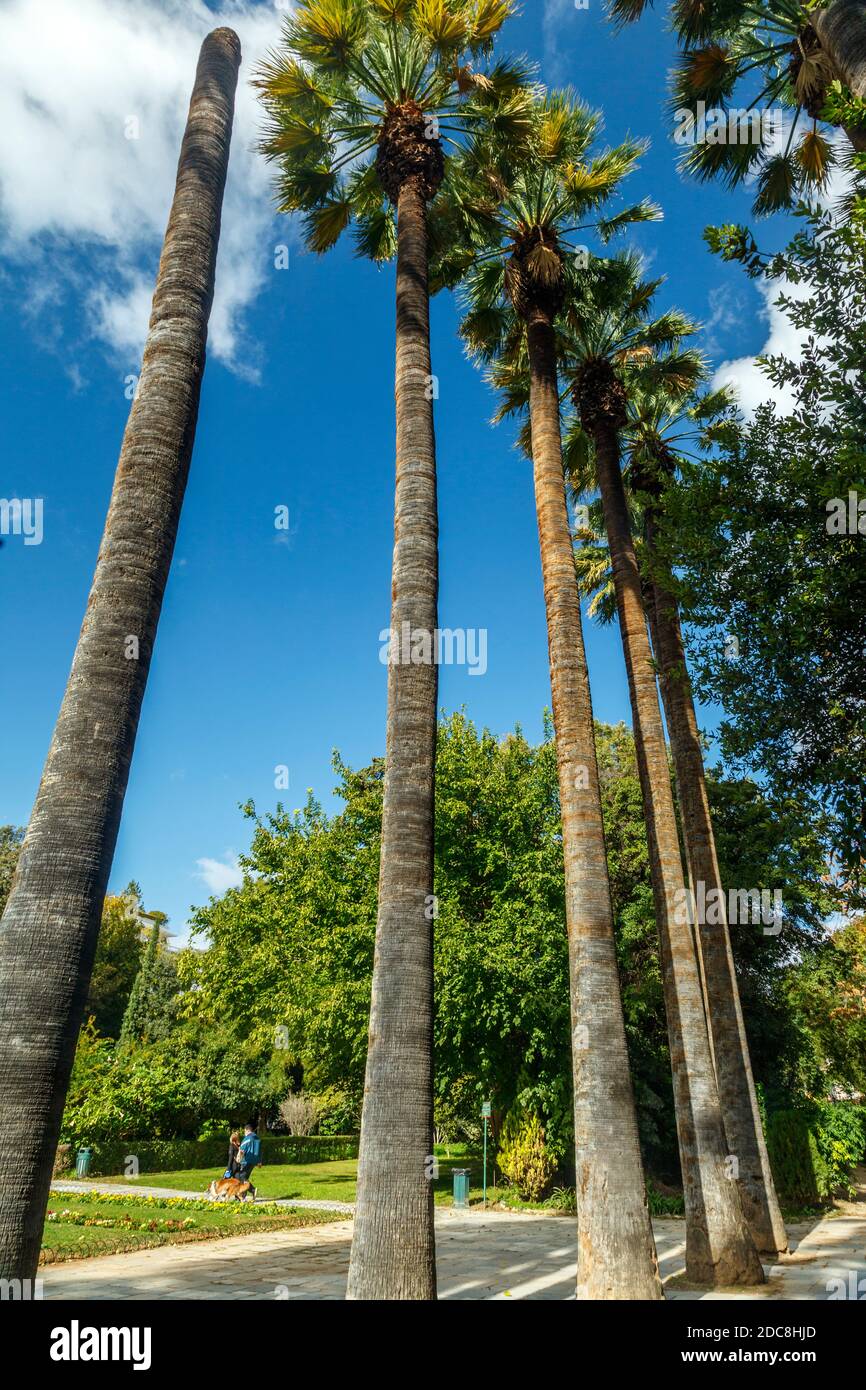 Washingtonia filifera, conosciuta anche come palma da fan del deserto, una pianta fiorente della famiglia delle palme (Arecaceae), una monotona sempreverde, ad Atene, in Grecia. Foto Stock