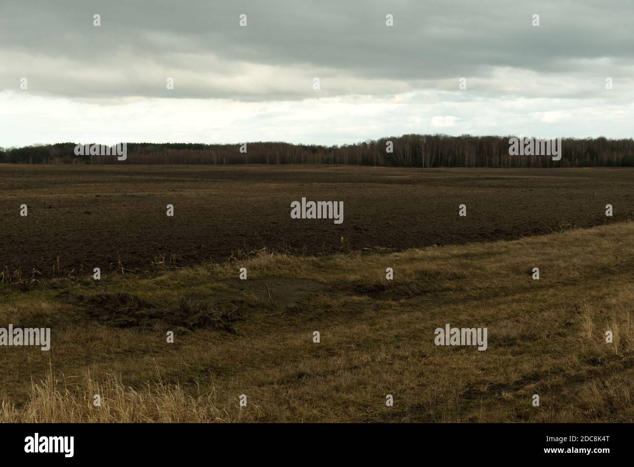 Grove dietro un campo arato. Moody paesaggio. Foto Stock