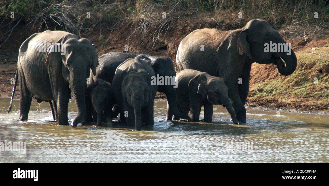 Mandria che beve acqua a Dangaha Wewa. L'elefante dello Sri Lanka è una delle tre sottospecie riconosciute dell'elefante asiatico e originaria dello Sri Lanka. Parco nazionale Uda Walawe. Sri Lanka. Foto Stock