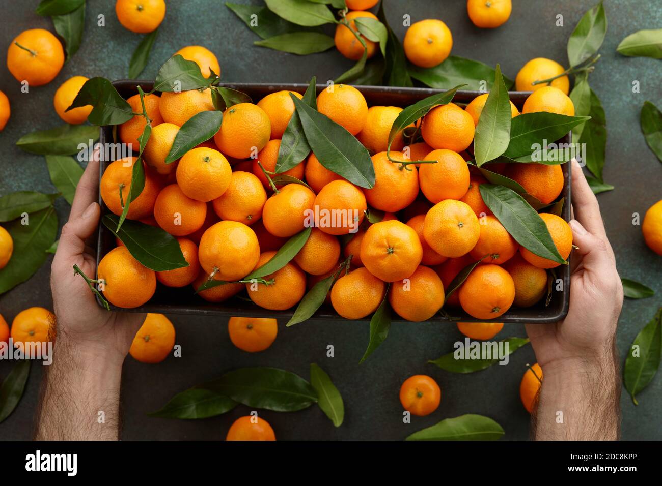 Uomo che tiene piatto grande con arance fresche di mandarino, vista ravvicinata. Frutta invernale di stagione per Natale. Foto Stock