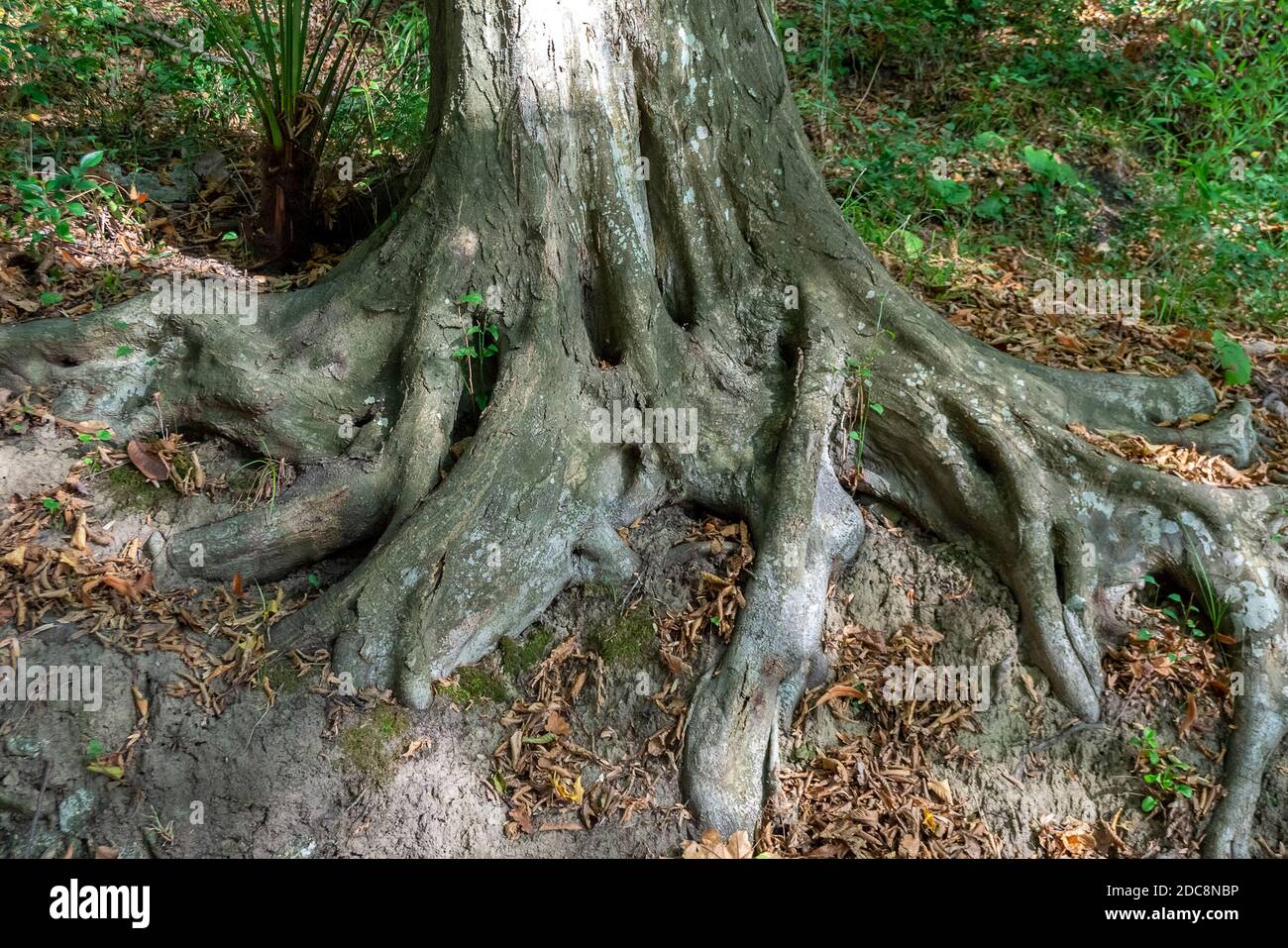 Radici spesse del vecchio albero nella foresta Foto Stock