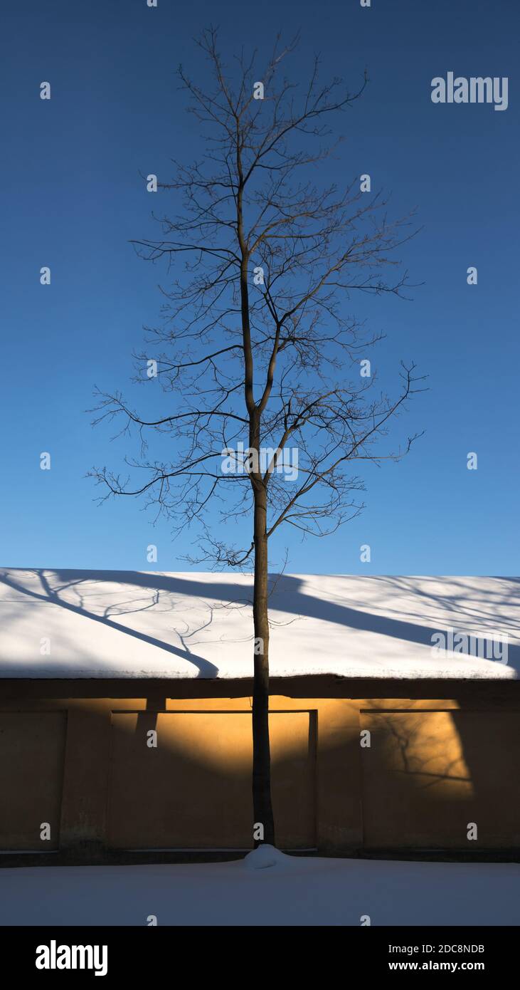 Albero solitario senza foglie vicino alla parete gialla dell'edificio al tramonto, cielo blu su sfondo Foto Stock