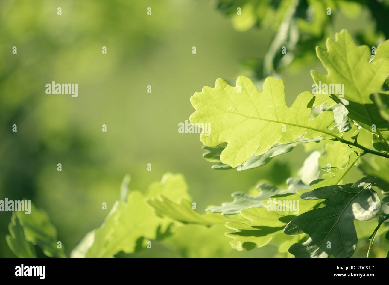 Foglie di quercia giovani. Sfondo in tonalità di verde per il design Foto Stock