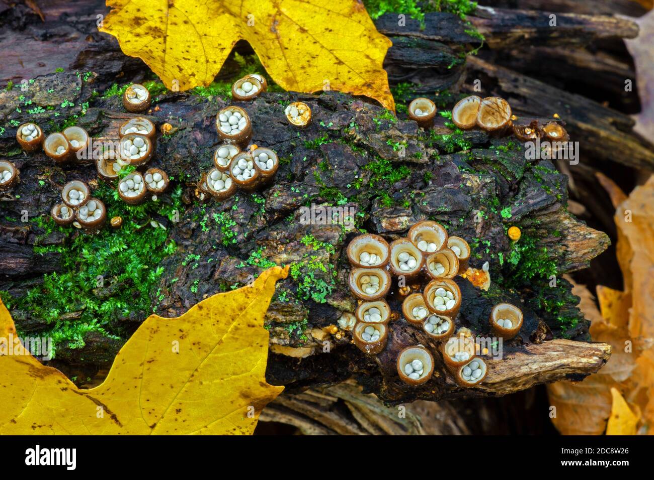 Il Nest Fungus degli uccelli delle uova bianche che cresce sul legno in decadimento nelle Pocono Mountains della Pennsylvania. Ogni "nido" ha un'altezza media da 5 a 10 mm e un'altezza massima di 10 mm. Foto Stock