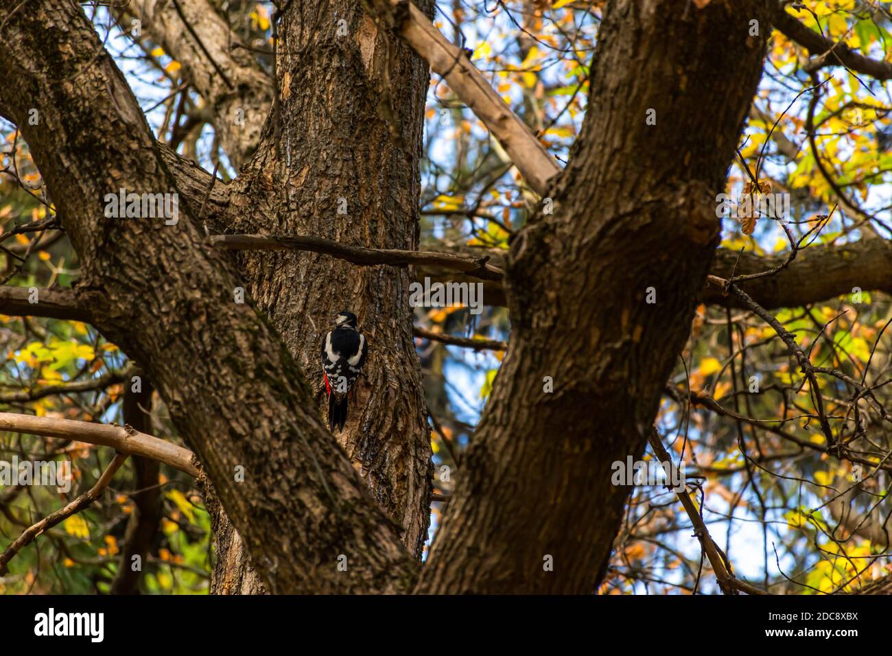 Grande picchio di legno macchiato lat. Dendrocopos Major siede su un albero in autunno nel Parco. Foraggio per cibo nella foresta d'autunno. Shy bello uccello selvaggio. Foto Stock