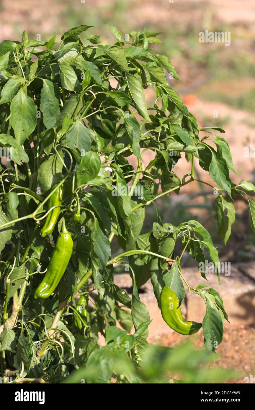 Immagine di una pianta di pepe in cui i peperoni sono ancora verde in attesa di essere raccolto Foto Stock