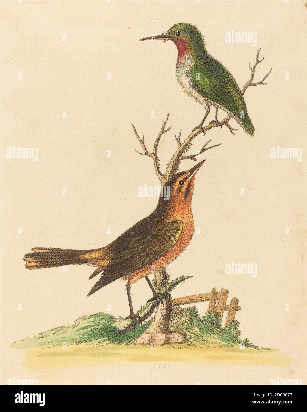 George Edwards, (artista), inglese, 1694 - 1773, uccello verde con Gola Rossa e uccello marrone e arancione, una storia naturale di uccelli e animali non comuni (1743-51), (serie), incisione colorata a mano su carta deposta, piastra: 23.9 x 18.8 cm (9 7/16 x 7 3/8 pollici), foglio: 27.9 x 21.9 cm (11 x 8 5/8 pollici Foto Stock