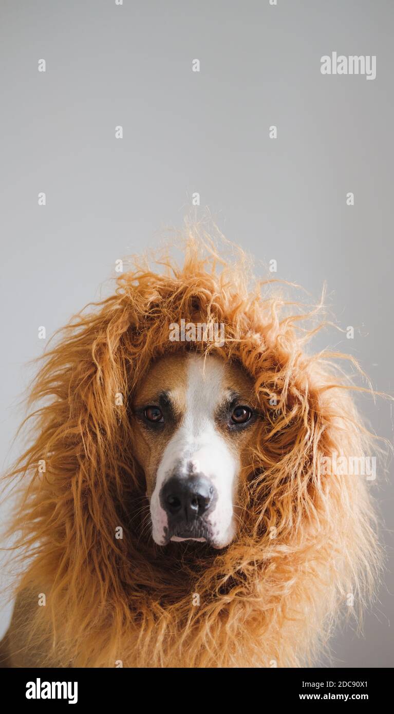 Ritratto di un cane con mane per apparire come un leone. Costume leone per  animali domestici, terrier di staffordshire vestito in costume per  Halloween Foto stock - Alamy