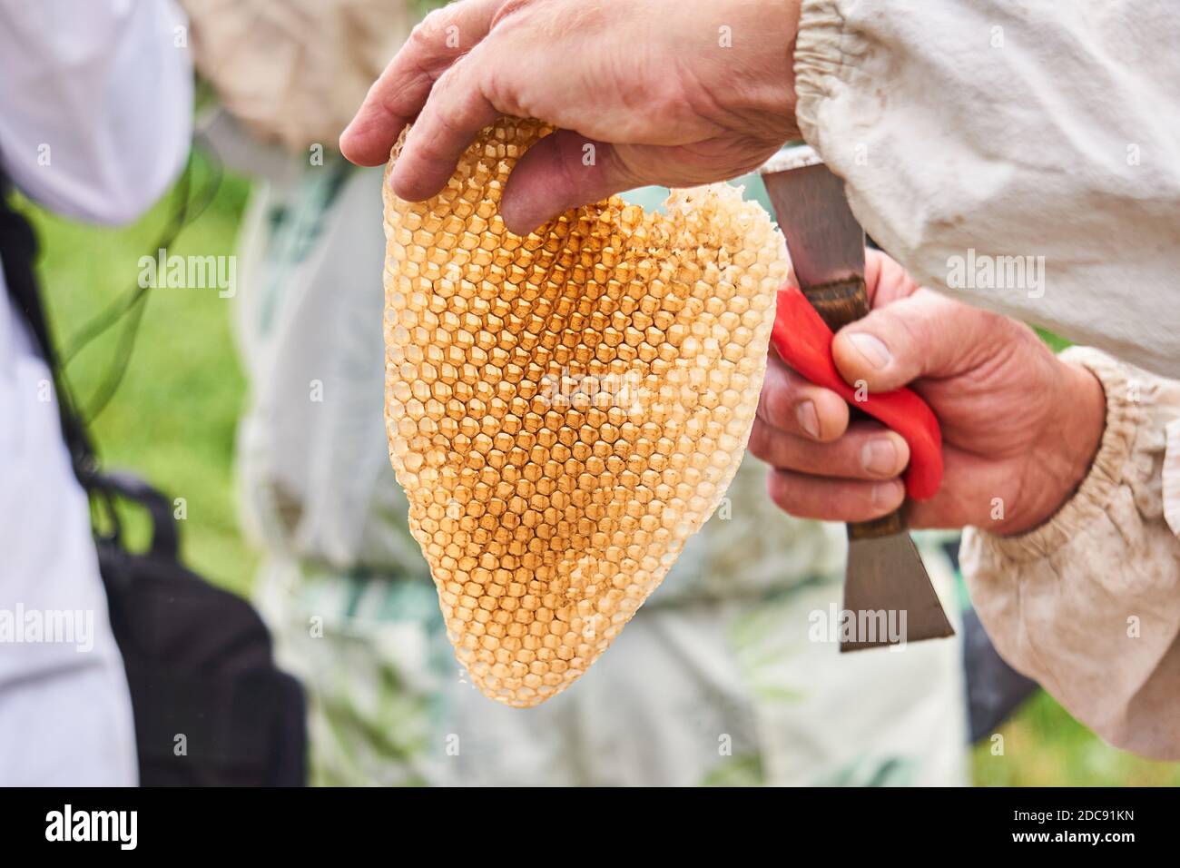 pezzo di miele-riempito nido d'api selvatiche nelle mani di un apicoltore Foto Stock