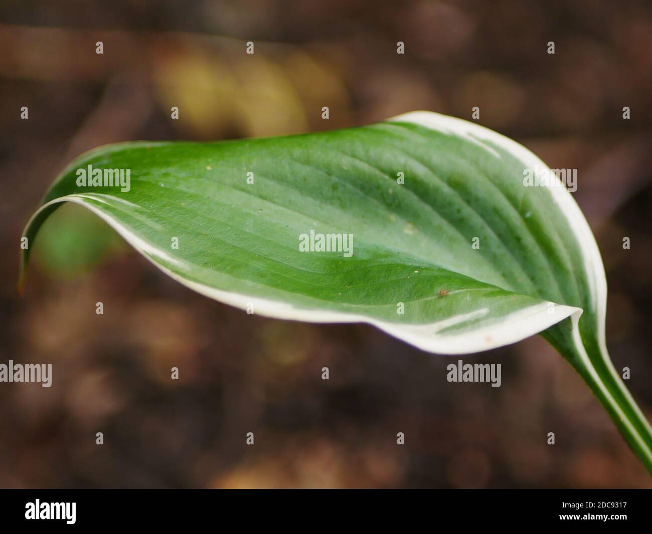 Primo piano dal lato di un bianco e verde variegato foglia di hosta curvy Foto Stock