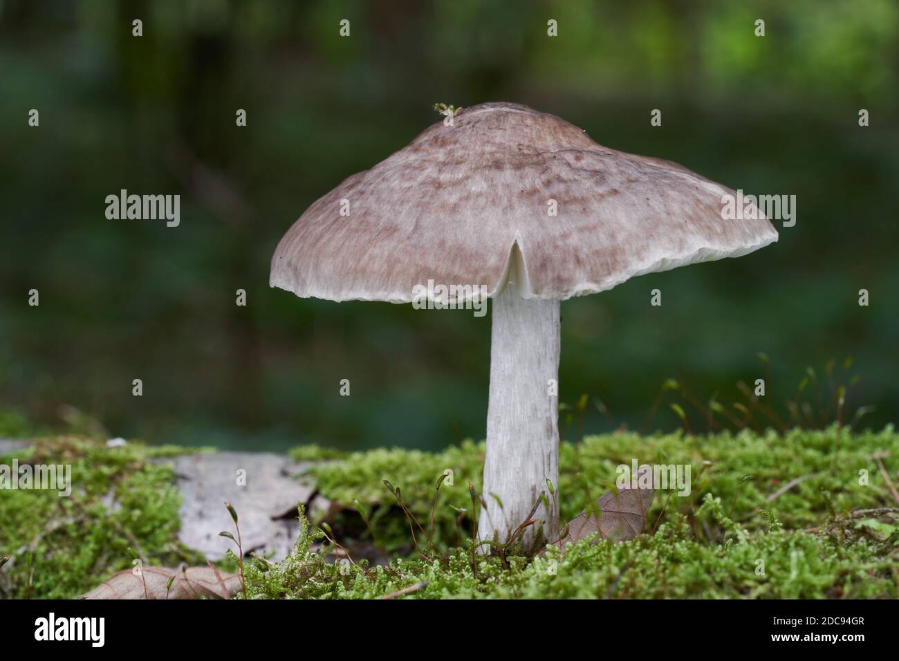 Fungo commestibile Pluteus cervinus nella foresta mista. Conosciuto come scudo di cervo o o fungo pegno. Fungo selvatico che cresce sul legno. Foto Stock