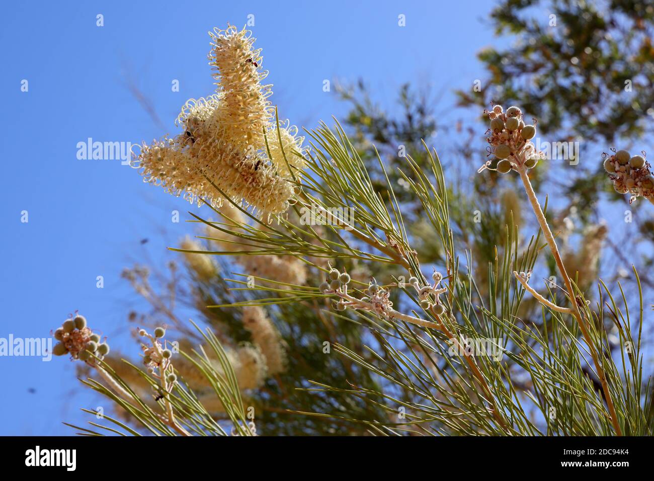 White Grevillea Plant, Outback NSW Australia Foto Stock