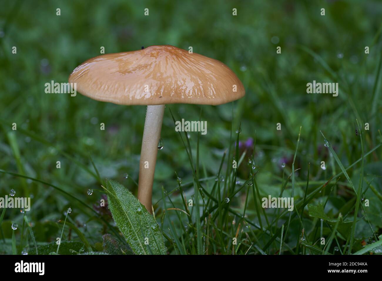 Funghi commestibili Hymenopellis radicata o Xerula radicata su un prato di montagna. Noto come fungo di radice profonda o gambo di roto. Funghi selvatici in erba. Foto Stock