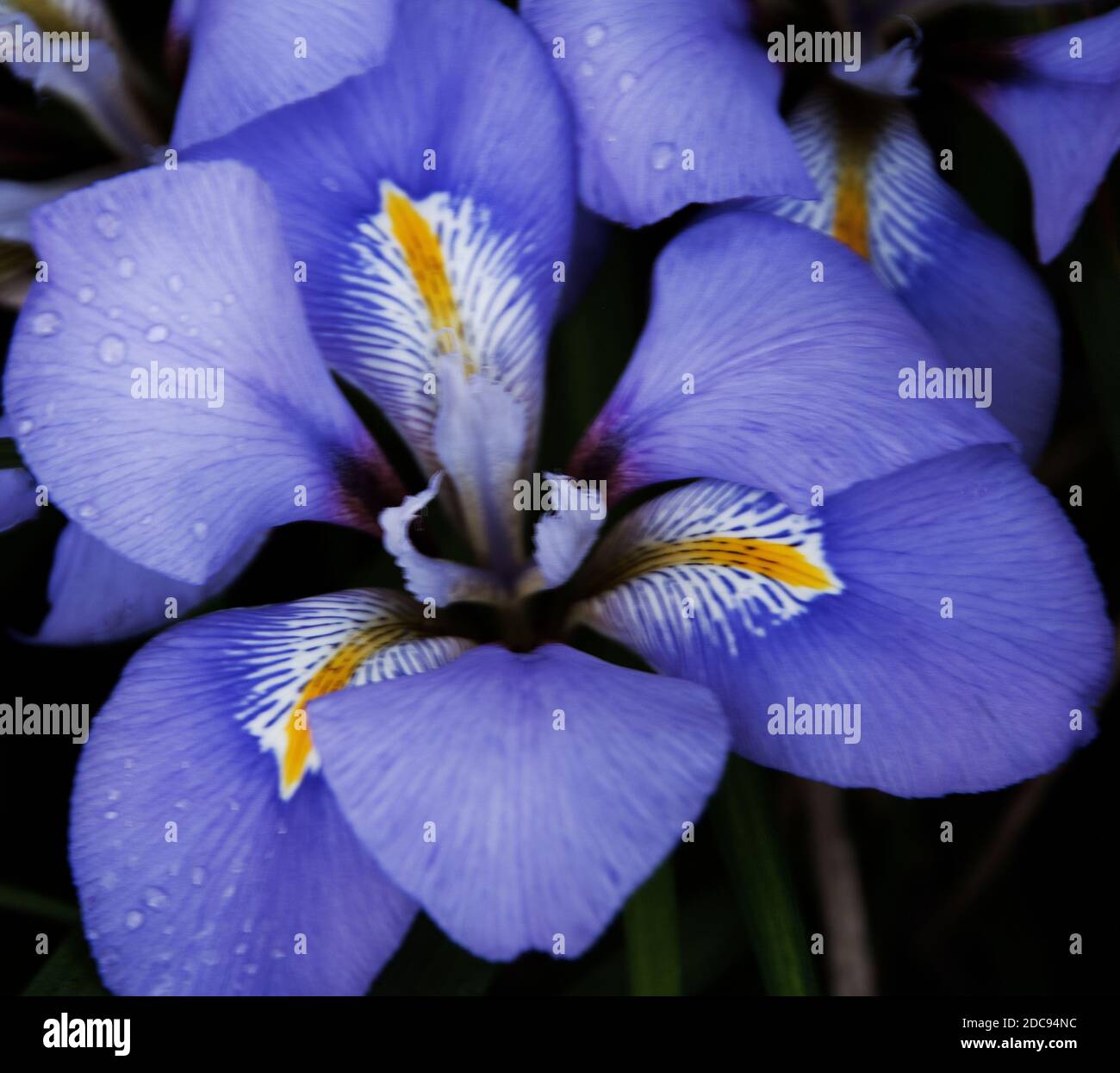 Iris unguicularis Foto Stock