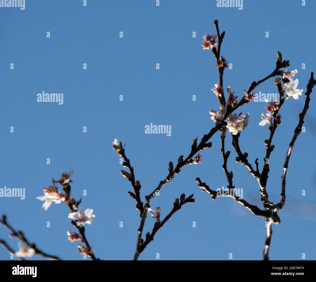 Prunus x subhirtella 'autumnalis' Foto Stock