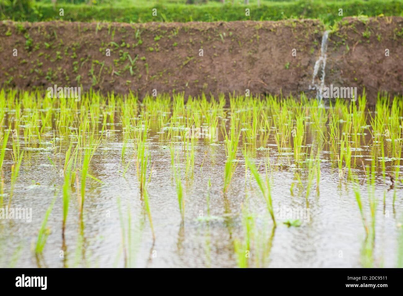 Rice Paddy Field Irrigation vicino Bandung, Giava, Indonesia, Asia Foto Stock