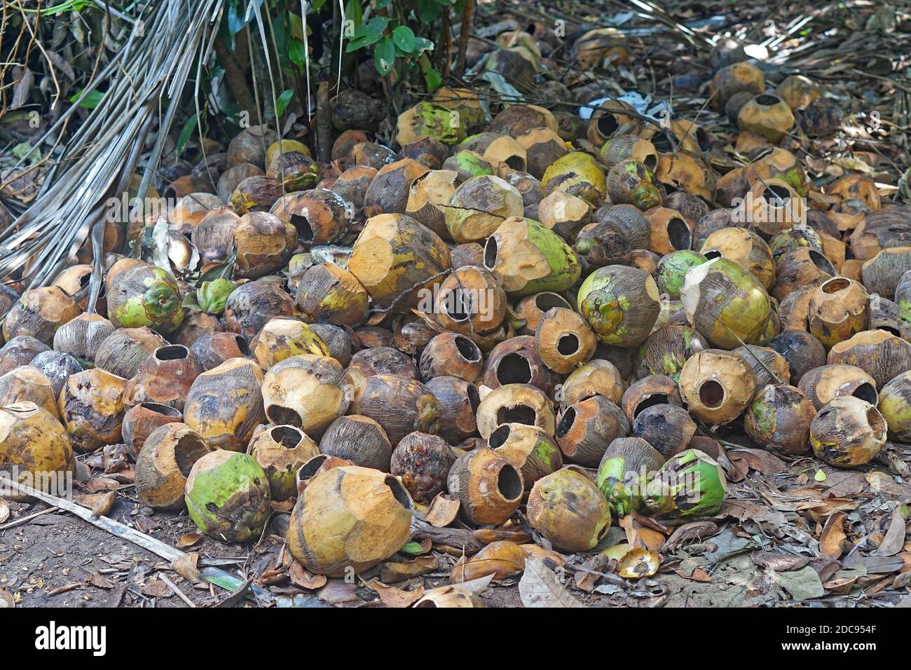 Grande mazzo di conchiglie di cocco vuote nella giungla Foto Stock