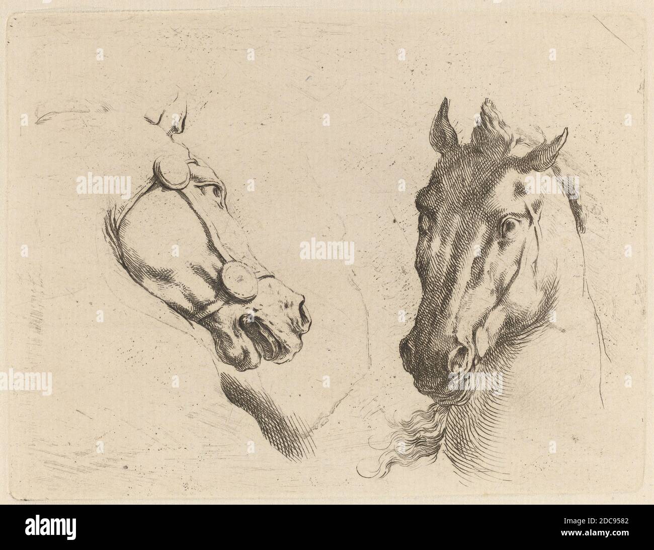 Stefano della Bella, (artista), Fiorentino, 1610 - 1664, Capo di un Cavallo visto in Profilo e in tre quarti, Quadreria Medicea, vol.3 (1986.50.11-108), (serie), incisione su carta deposta Foto Stock