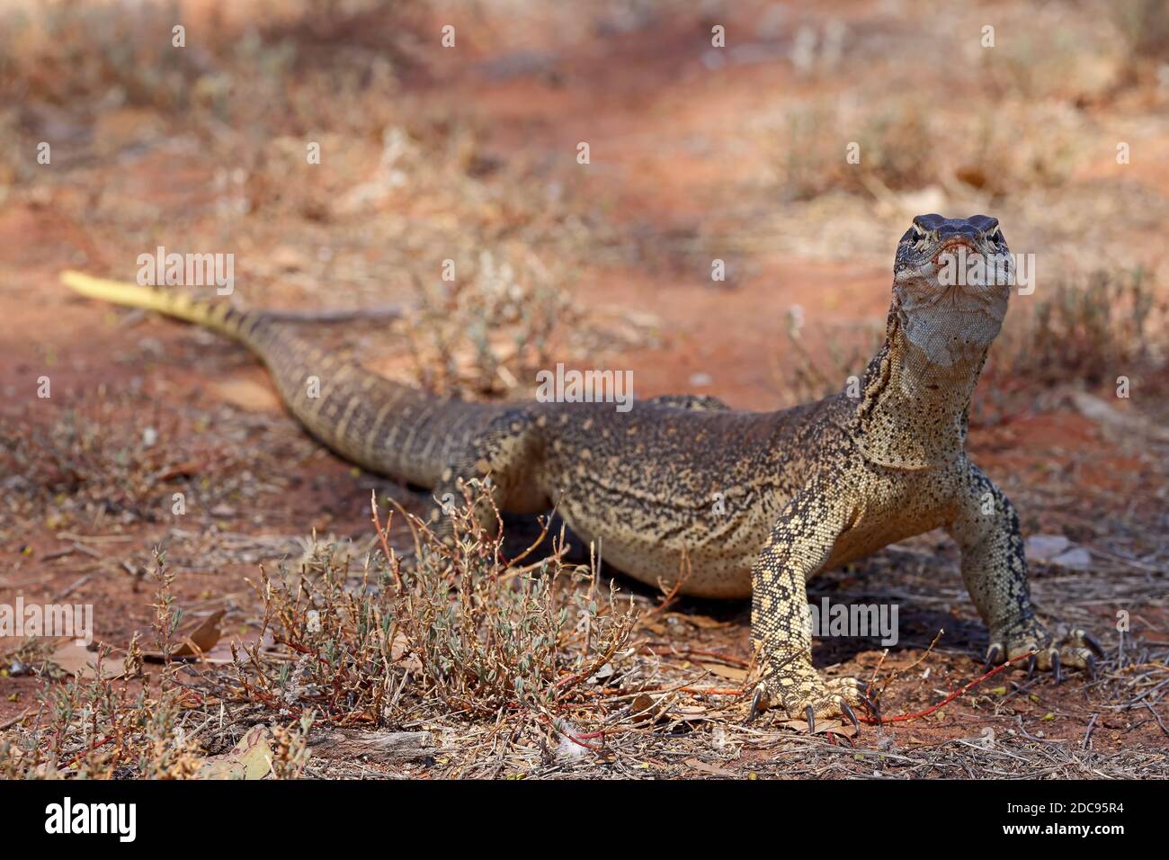 Sand Goanna nell'Outback del NSW Australia Foto Stock