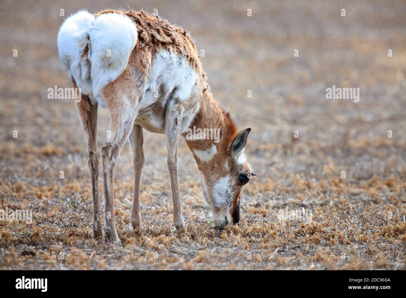 Pronghorn Antelope Saskatchewan Canada Prairie fauna selvatica in campo Foto Stock