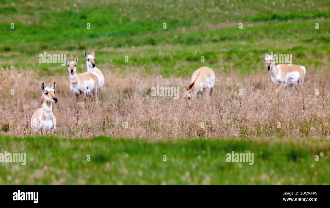 Pronghorn Antelope Saskatchewan Canada Prairie fauna selvatica in campo Foto Stock