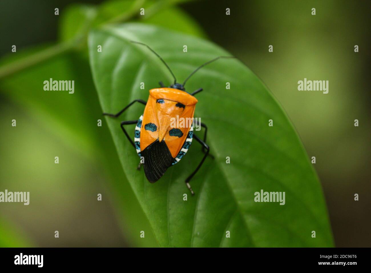 Foto nazionali del Bangladesh, l'uomo ha affrontato bug asia pupazzo Foto Stock