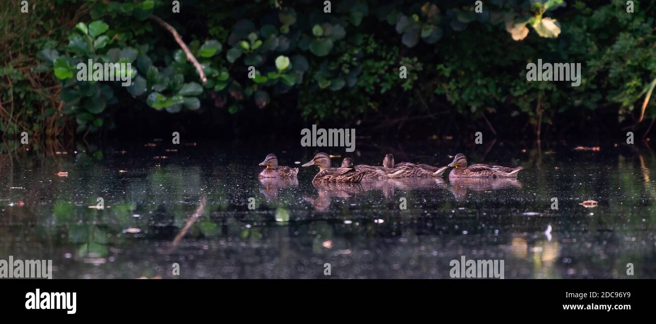 Famiglia di anatre selvatiche con un gruppo di anatroccoli su un lago. Copertina lunga o social media. Foto Stock