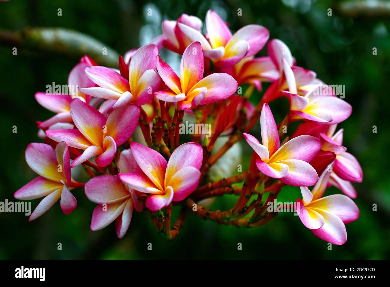 Bella farfalla che vola insieme in un giardino fiorito in Bangladesh Foto Stock