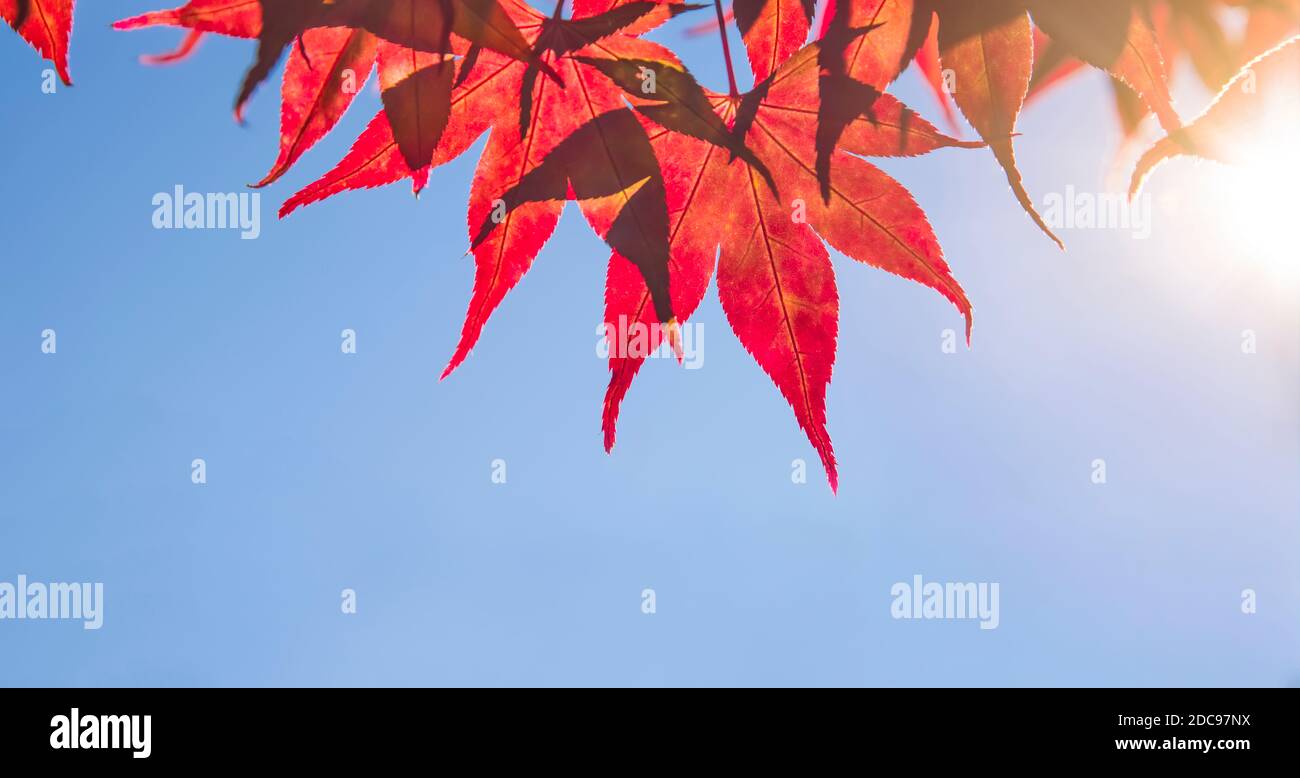 Foglie d'autunno con lo sfondo blu del cielo al mattino Foto Stock