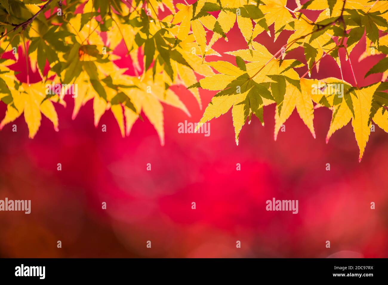 Rosso e giallo Foglie di autunno sfondo Foto Stock