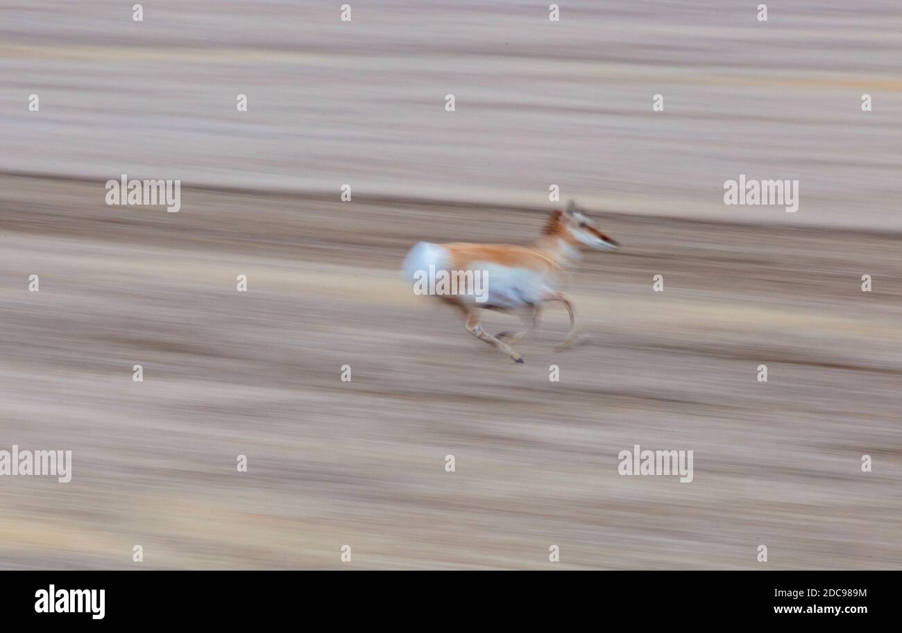 Pronghorn Antelope Saskatchewan Canada Prairie fauna selvatica in campo Foto Stock