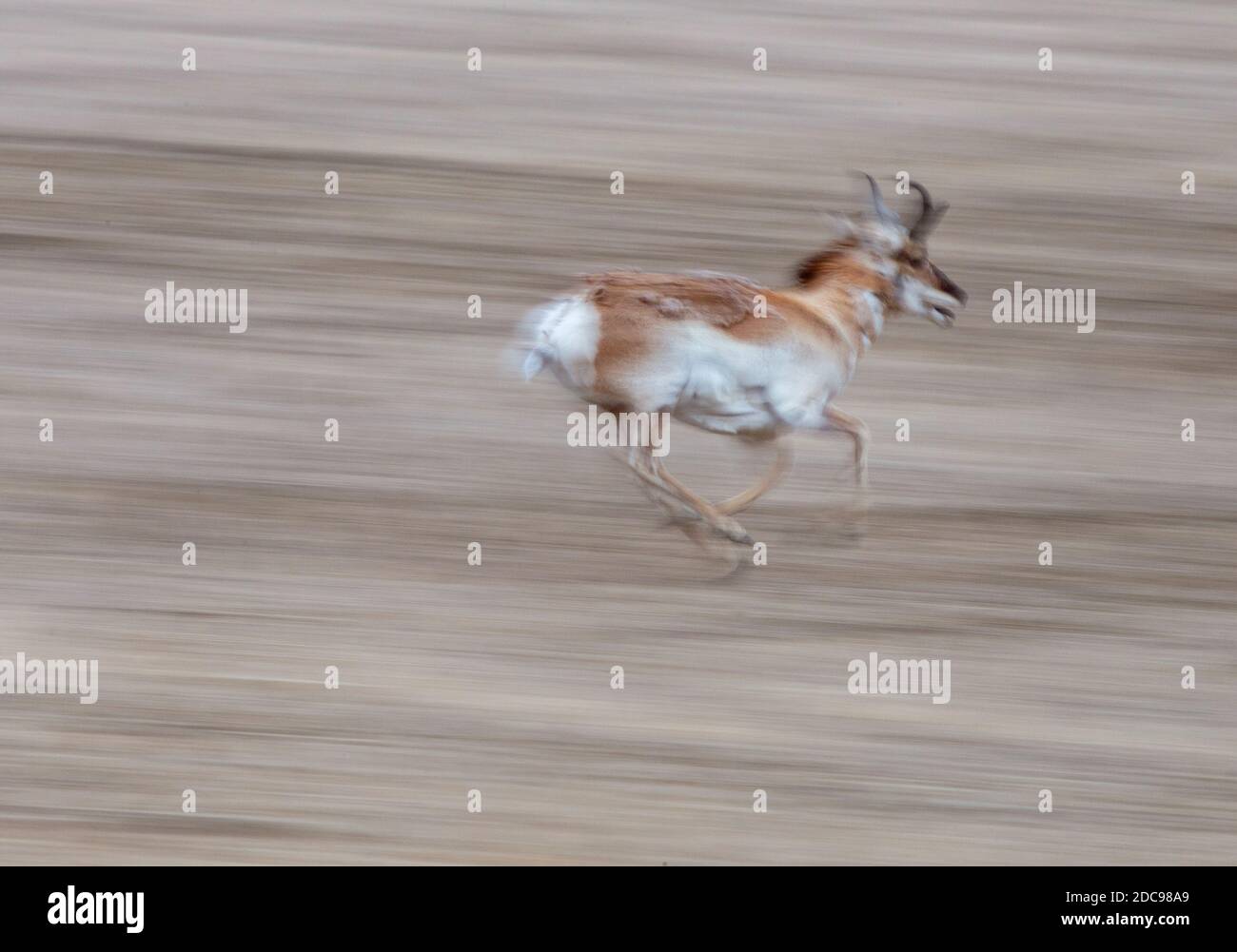 Pronghorn Antelope Saskatchewan Canada Prairie fauna selvatica in campo Foto Stock