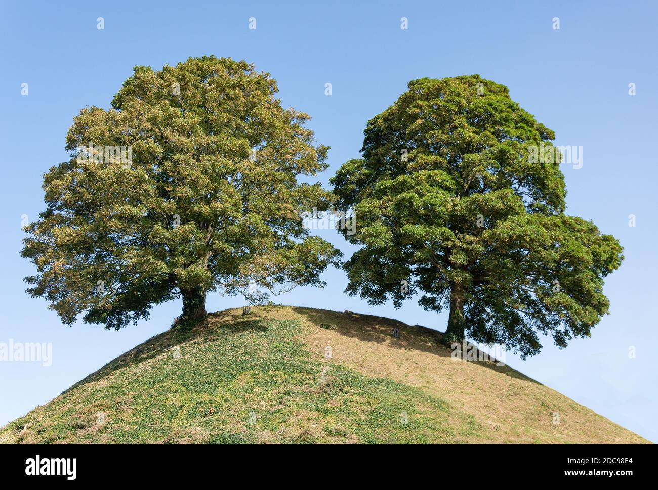 Trees on Castle Mound, Oxford Castle Quarter, Castle Street, Oxford, Oxfordshire, Inghilterra, Regno Unito Foto Stock
