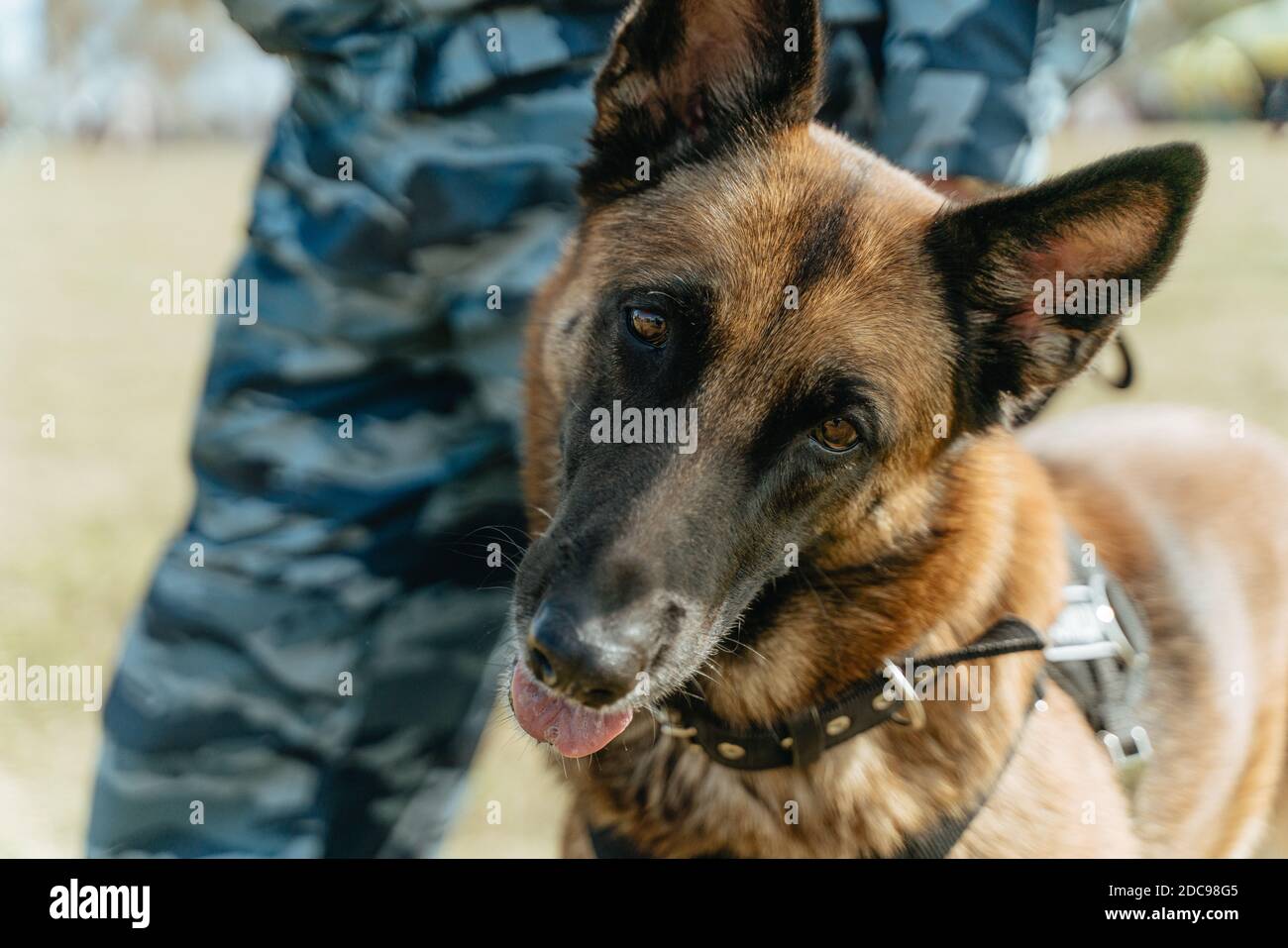 Ritratto di un cane della polizia. Pastore tedesco al servizio dell'uomo Foto Stock
