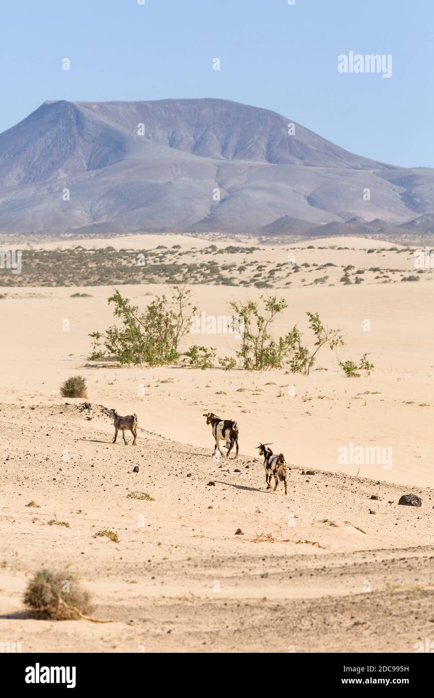 Mandria di capre nel parco naturale delle dune di sabbia di Corralejo (Parque Natural de las dunas de Corralejo), Fuerteventura, Isole Canarie Foto Stock