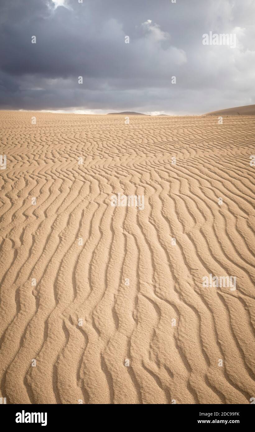 Duna di sabbia con le increspature, primo piano di un paesaggio desertico, Corralejo sabbia dune parco nazionale, Fuerteventura, Isole Canarie Foto Stock