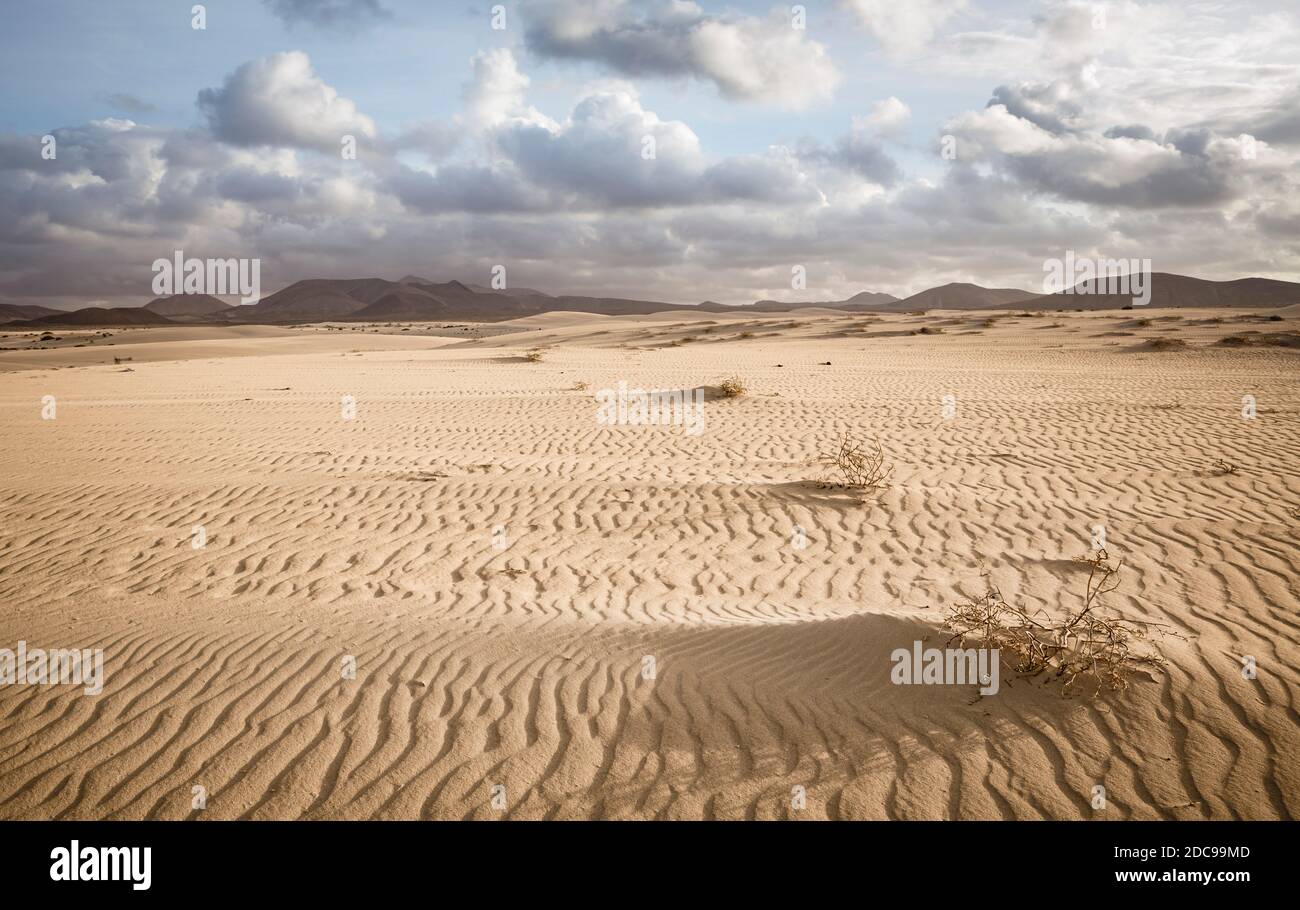 Paesaggio del deserto di Fuerteventura, Corralejo dune di sabbia parco nazionale, Fuertentura, Isole Canarie Foto Stock