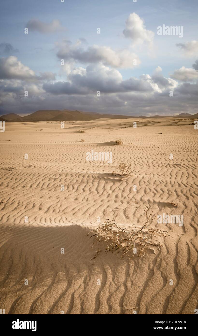 Parque National de las dunas, dune di sabbia Corralejo, Fuerteventura, Isole Canarie Foto Stock