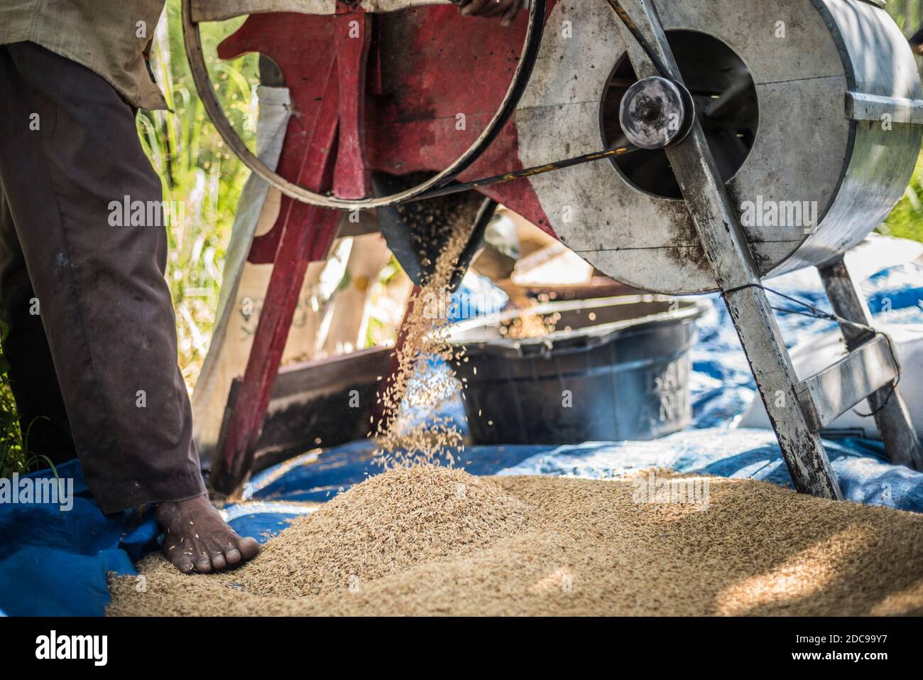 Raccolta del riso in risaie (risaie) a Sungai Pinang, un tradizionale villaggio rurale indonesiano vicino a Padang, a Sumatra Ovest, Indonesia, Asia Foto Stock