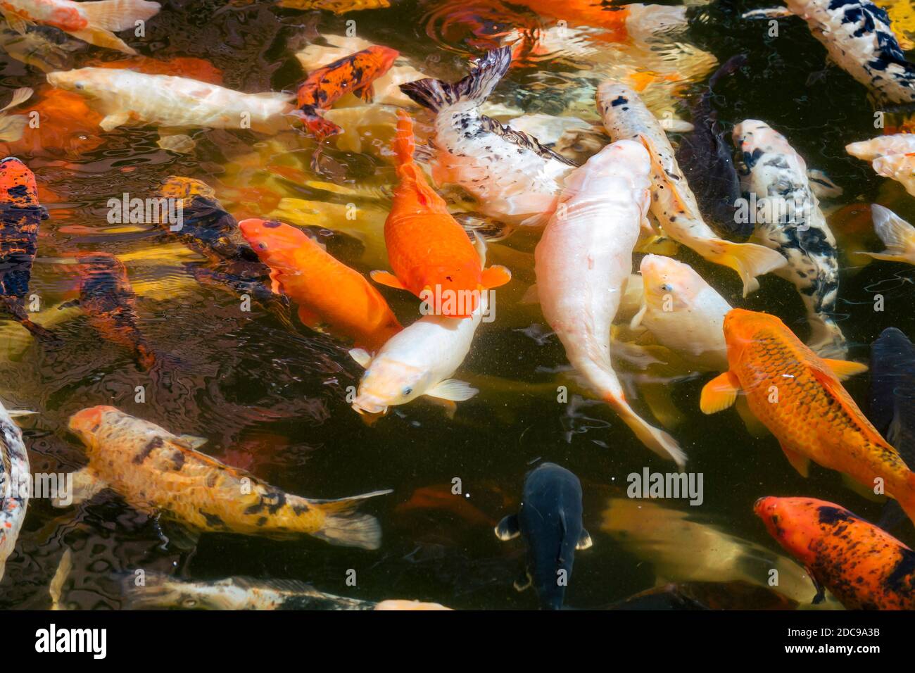 Carpa di Koi (cyprinus rubrofuscus), pesci di koi ornamentali d'acqua dolce in uno stagno Foto Stock