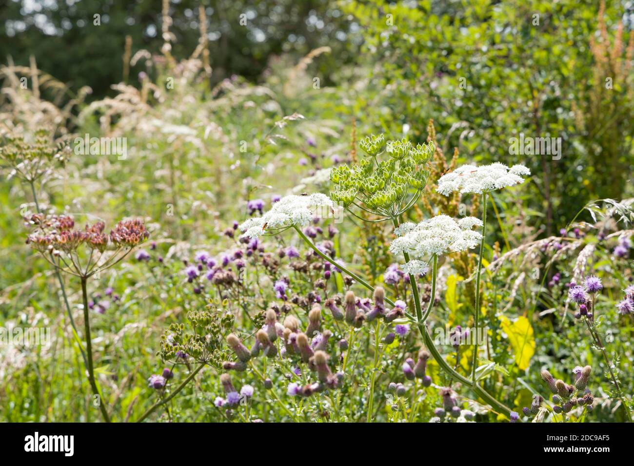 Fiori selvatici in un prato, prezzemolo di mucca e tistola comune in un campo di fiori, Buckinghamshire, Regno Unito Foto Stock